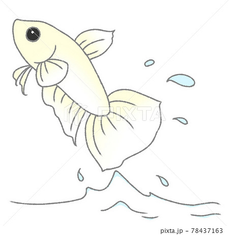 飛び出すベタ(白色) 飛び出すベタ(白色) 78437163