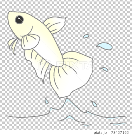 飛び出すベタ(白色) 飛び出すベタ(白色) 78437163