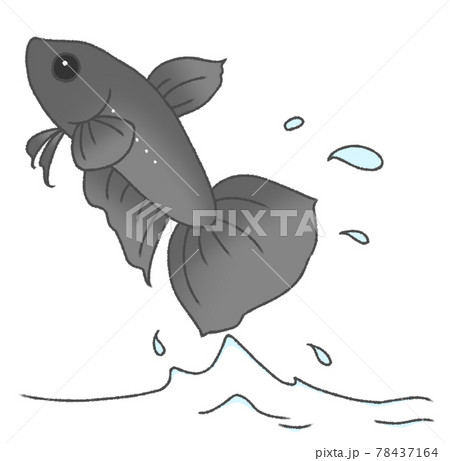 飛び出すベタ（黒色） 78437164