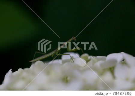 カマキリ 78437206