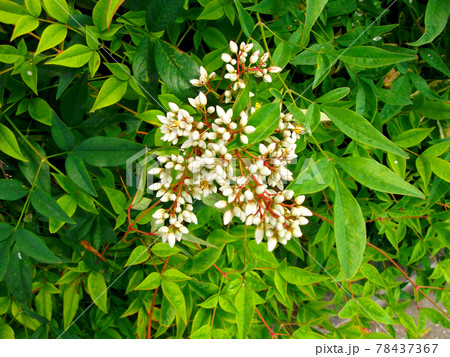 植物、ナンテンの花 植物、ナンテンの花 78437367