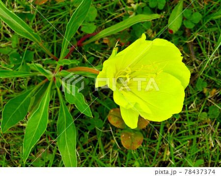 植物、マツヨイグサの花 植物、マツヨイグサの花 78437374