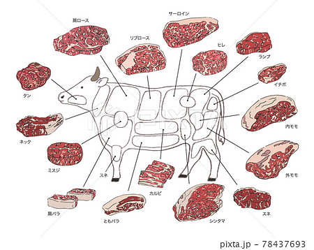 牛肉の部位説明のイラスト-手描きの線画 78437693