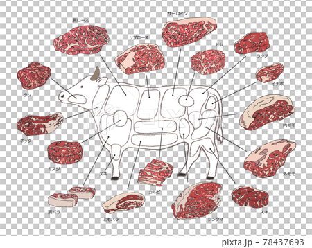牛肉の部位説明のイラスト-手描きの線画 78437693