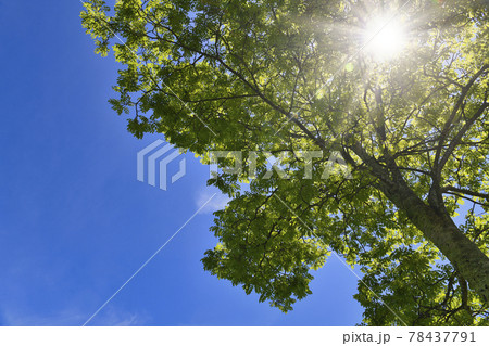 夏の木洩れ日と青空 78437791