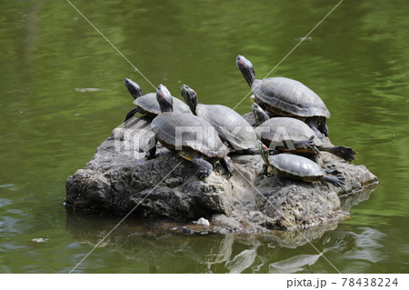 鶴舞公園 亀の甲羅干し 鶴舞公園 亀の甲羅干し 78438224