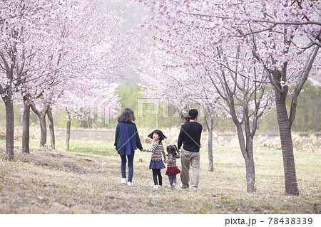桜の下を歩く家族 78438339