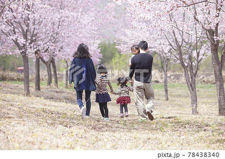 桜の下を歩く家族 78438340