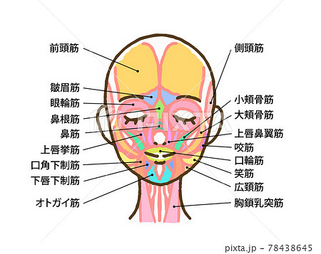Illustration Of Facial Muscles With Name Letters Stock Illustration