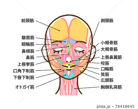 顔の筋肉のイラスト 名称文字入り のイラスト素材