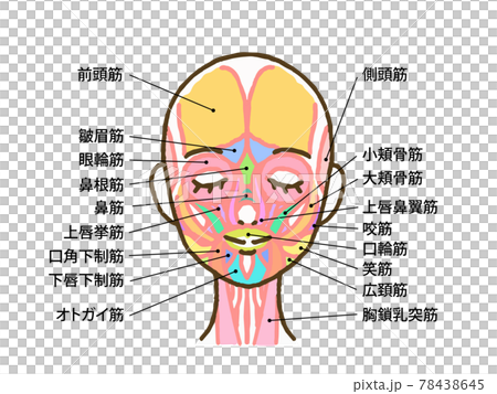 顔の筋肉のイラスト(名称文字入り) 78438645