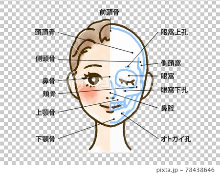 面部骨骼和頭骨的插圖（帶姓名字母） 78438646