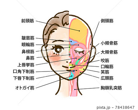 顔の筋肉の断面図イラスト 名称文字入り のイラスト素材