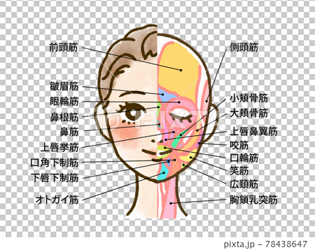 顔の筋肉の断面図イラスト 名称文字入り のイラスト素材