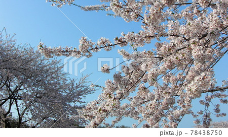 青空に映える満開の桜 78438750