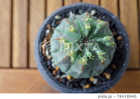 黄色い花を咲かせたオベサ 78438840