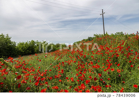 Bright blooming red poppies in countryside under power line poles 78439006