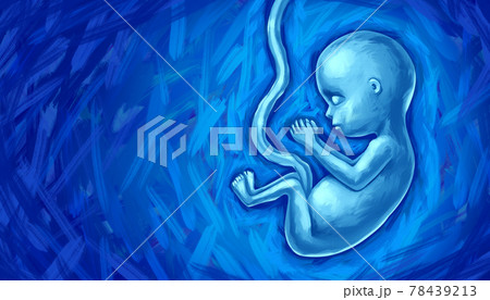 Fetal Development 78439213