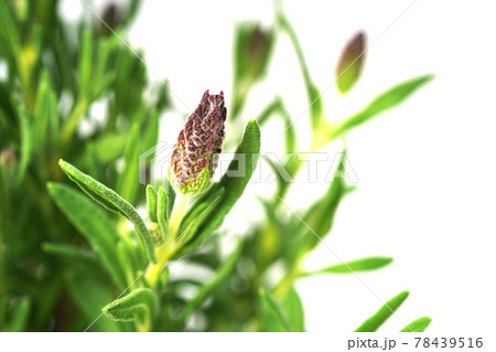 フレンチラベンダー バンデラ 78439516