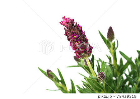 フレンチラベンダー バンデラ 78439519