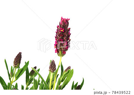 フレンチラベンダー バンデラ 78439522