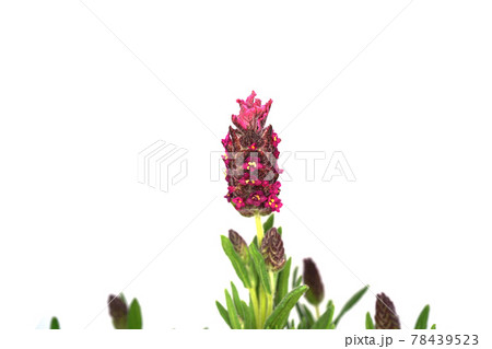 フレンチラベンダー バンデラ 78439523