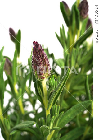 フレンチラベンダー バンデラ フレンチラベンダー バンデラ 78439524