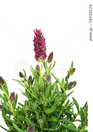 フレンチラベンダー バンデラ フレンチラベンダー バンデラ 78439529