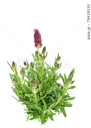 フレンチラベンダー バンデラ 78439530