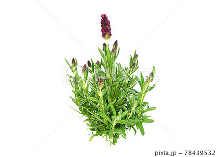 フレンチラベンダー バンデラ 78439532