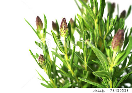 フレンチラベンダー バンデラ 78439533