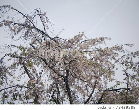 姫路城のしだれ桜（2018年春4月） 78439588