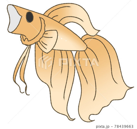 あくびをするベタ 橙色 のイラスト素材