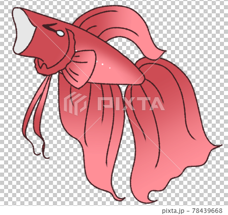 あくびをするベタ 赤色 のイラスト素材 あくびをするベタ 赤色 のイラスト素材