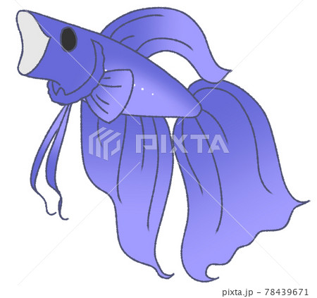 あくびをするベタ（青色） 78439671