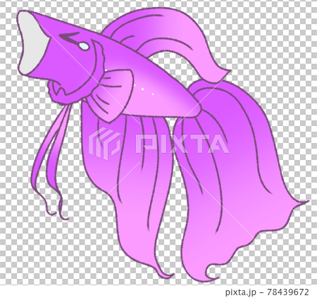 あくびをするベタ(紫色) あくびをするベタ(紫色) 78439672