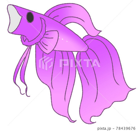 あくびをするベタ(紫色) あくびをするベタ(紫色) 78439676