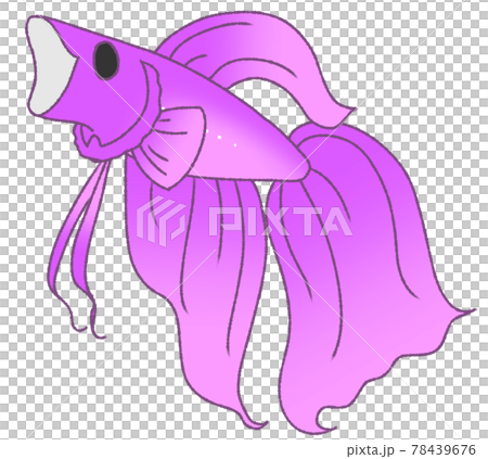 あくびをするベタ(紫色) あくびをするベタ(紫色) 78439676