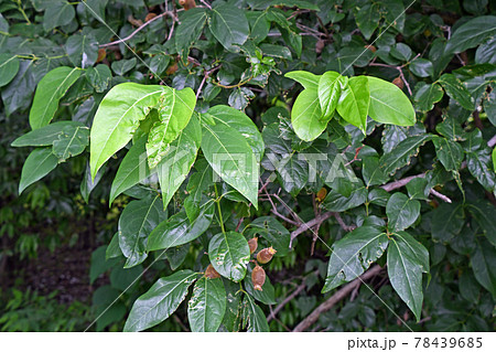 ロウバイの葉と実の写真素材