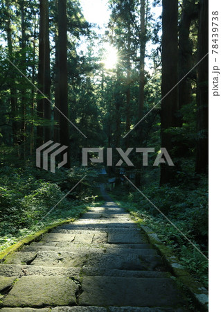 羽黒山の杉並木 羽黒山の杉並木 78439738