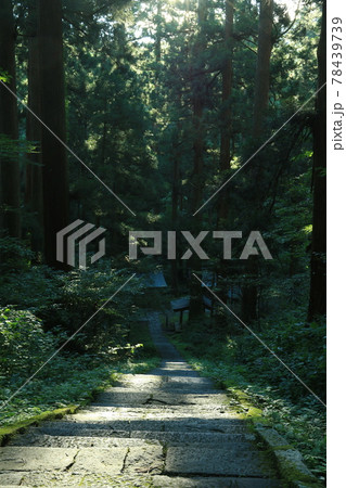 羽黒山の杉並木 羽黒山の杉並木 78439739