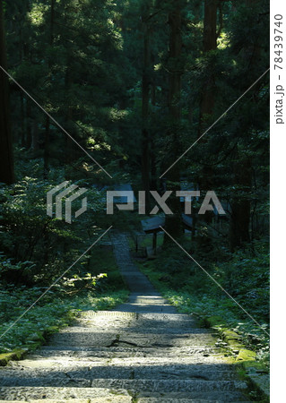 羽黒山の杉並木 羽黒山の杉並木 78439740