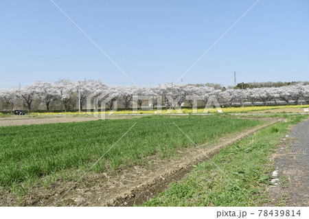 桜の都幾川堤 78439814