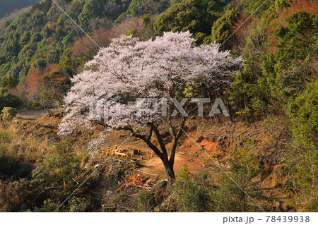 萩の三平桜 萩の三平桜 78439938