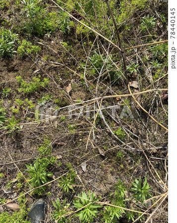 荒れた畑に背の高い草や雑草が繁殖しているイメージ素材 荒れた畑に背の高い草や雑草が繁殖しているイメージ素材 78440145