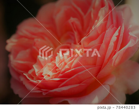 薔薇アンブリッジローズクローズアップ 薔薇アンブリッジローズクローズアップ 78440283