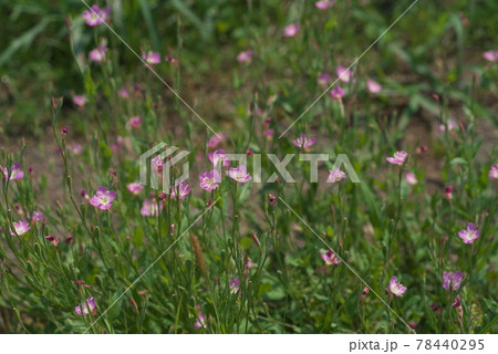 アカバナユウゲショウの桃色花群生【緑背景】 アカバナユウゲショウの桃色花群生【緑背景】 78440295