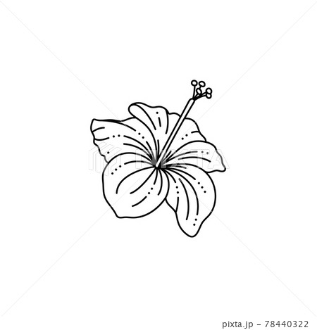 Hibiscus Flower in a Trendy Minimalist Liner Style. Vector Tropical Flower Illustration Hibiscus Flower in a Trendy Minimalist Liner Style. Vector Tropical Flower Illustration 78440322