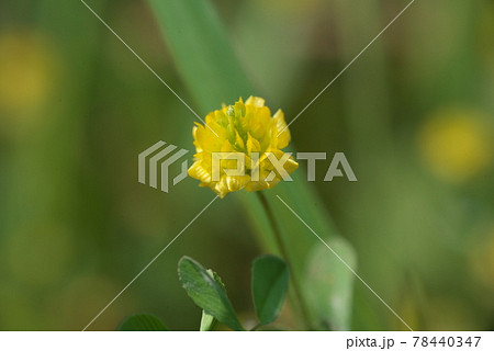 コメツブツメクサの黄色花アップ【緑背景】 コメツブツメクサの黄色花アップ【緑背景】 78440347