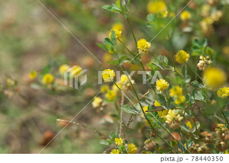 コメツブツメクサの黄色花群生【緑背景】 78440350